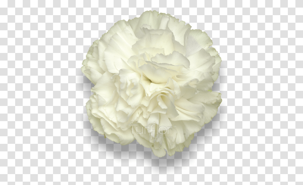 Carnation, Rose, Flower, Plant, Blossom Transparent Png