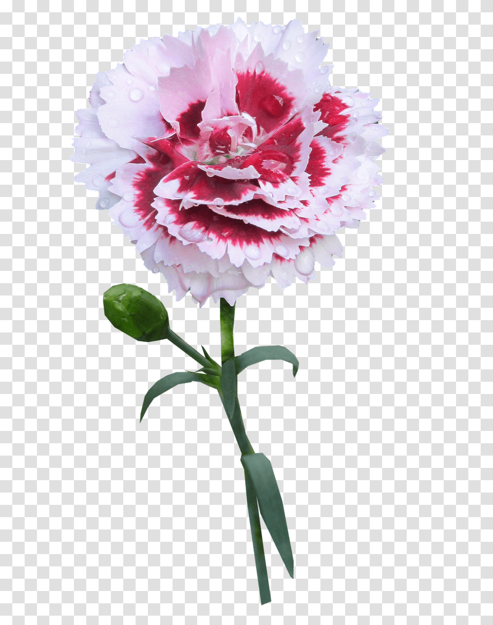 Carnation Stem Flower Free Picture Carnation With Stem Background, Plant, Blossom Transparent Png