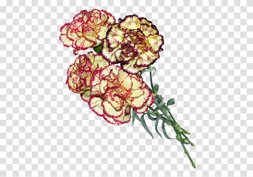 Carnation Striped Flowers Cut Free Photo On Pixabay 9, Plant, Blossom, Flower Arrangement Transparent Png