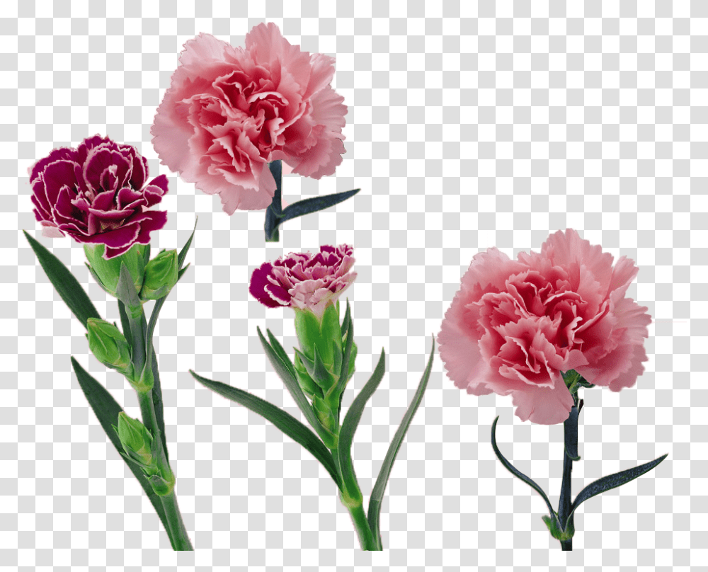 Carnation Vector Flower Huge Freebie For Powerpoint Free Vector Carnation, Plant, Blossom Transparent Png