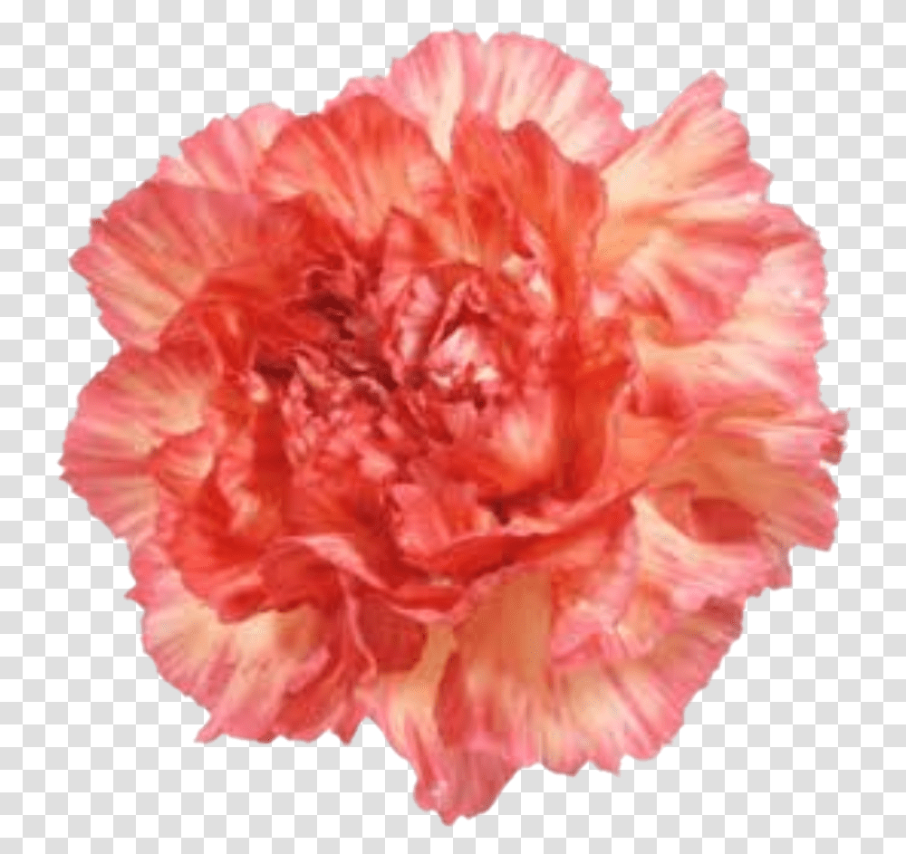 Carnationflower Carnation, Plant, Blossom, Rose Transparent Png