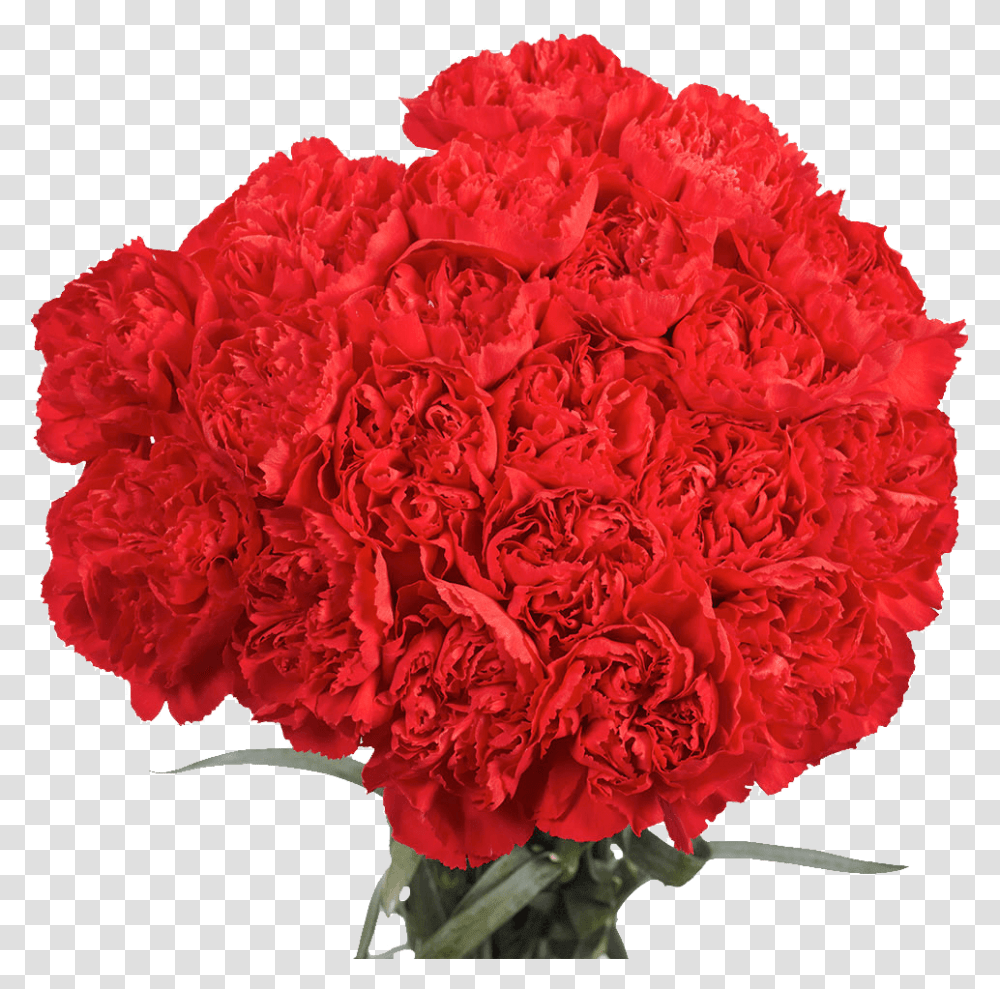 Carnations 100 Flowers Next Day Delivery All Red Carnation Bouquet, Plant, Blossom, Rose Transparent Png