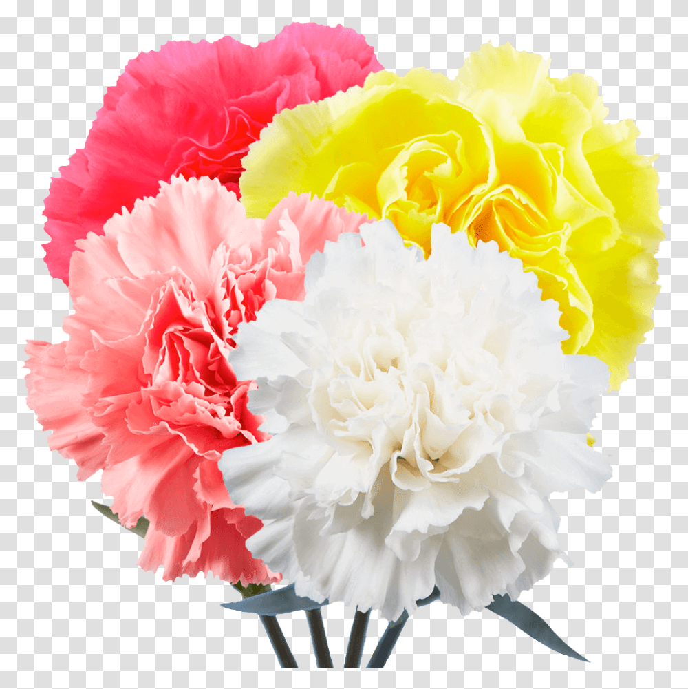 Carnations Flowers Choose Your Own Quantity And Color Lovely, Plant, Blossom, Rose Transparent Png