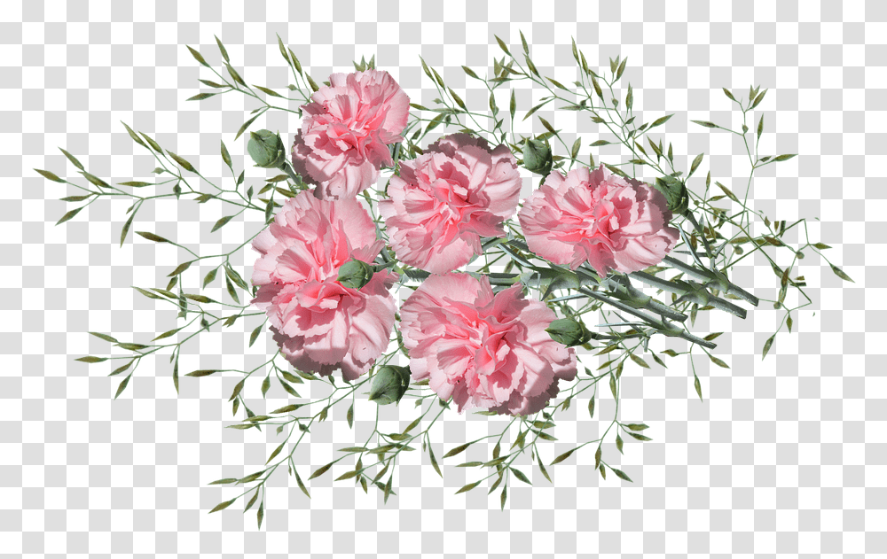 Carnations Flowers Nature Garden Plants Bouquet, Blossom, Flower Arrangement, Rose, Flower Bouquet Transparent Png