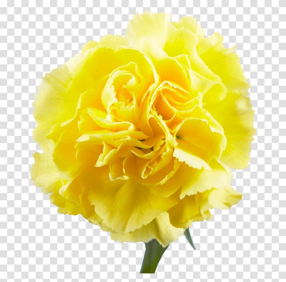 Carnations For Sale Begonia, Plant, Flower, Blossom, Rose Transparent Png