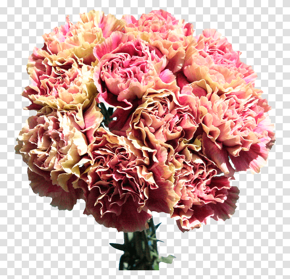 Carnations For Sale Cream With Pink Flowers Free Delivery Bouquet, Plant, Blossom, Rose Transparent Png