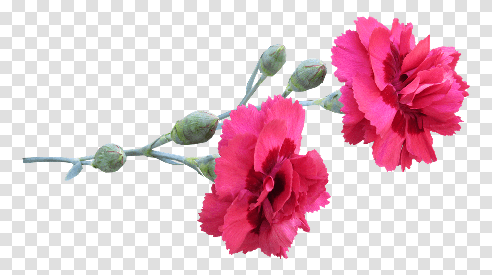 Carnations Red Flowers Carnetion Flowers Free, Plant, Blossom Transparent Png
