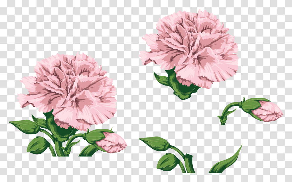 Carnations Watercolor Flowers Paint Hands Watercolor Pink Carnation, Plant, Blossom, Peony Transparent Png