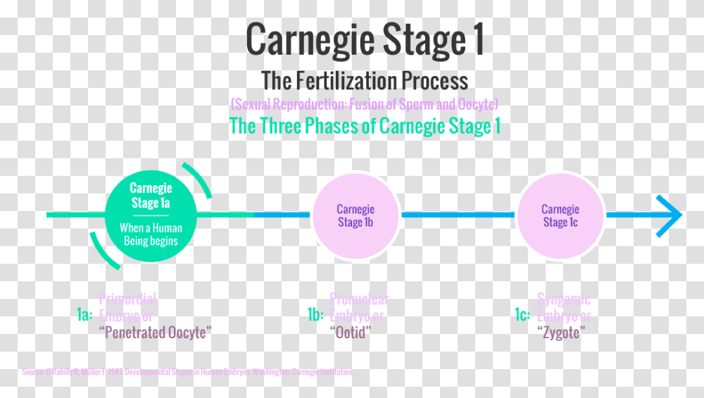 Carnegie Stages Of Human Embryonic Development Leed Regional Priority, Nature, Outdoors, Astronomy, Outer Space Transparent Png