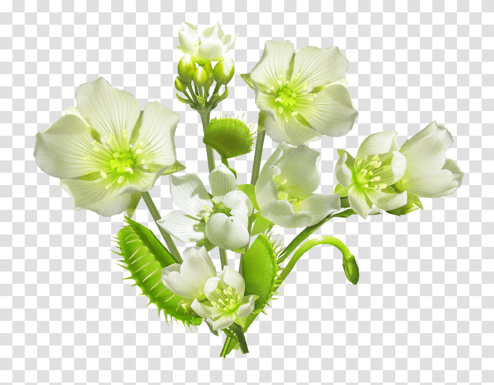 Carnivorous 960, Flower, Plant, Blossom, Flower Arrangement Transparent Png