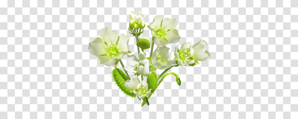 Carnivorous Nature, Plant, Flower, Blossom Transparent Png