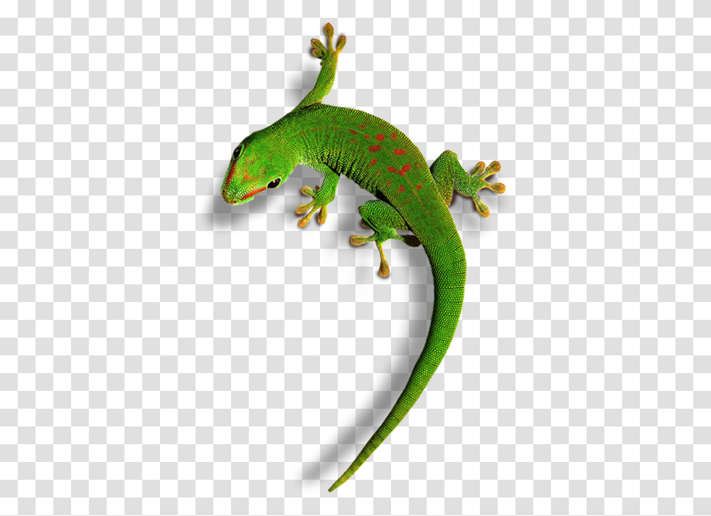 Carolina Anole Lizard Background, Gecko, Reptile, Animal, Green Lizard Transparent Png