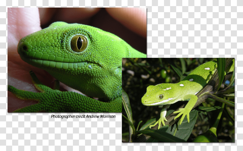 Carolina Anole, Lizard, Reptile, Animal, Green Lizard Transparent Png