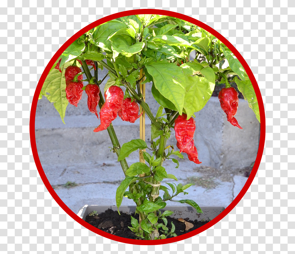 Carolina Reaper Reaper Pepper, Plant, Flower, Leaf, Food Transparent Png