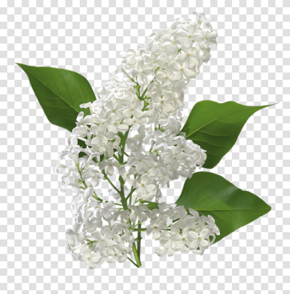 Carolineblue Magnolia Nap Decoupage White Lilac Flower, Plant, Blossom Transparent Png
