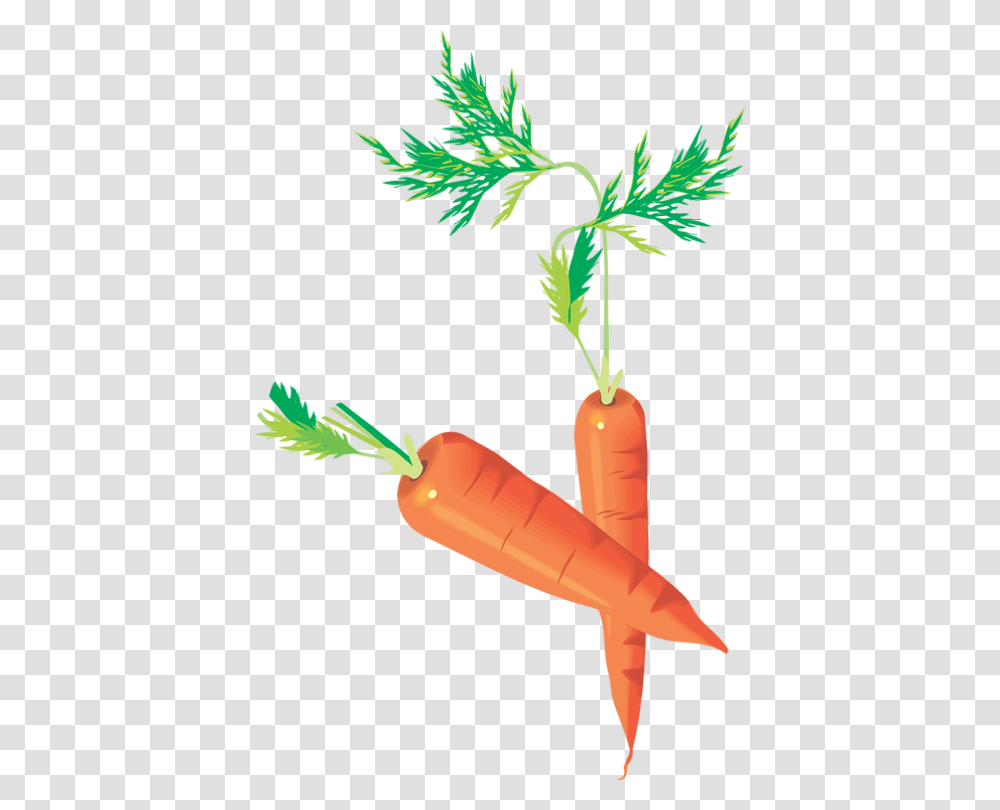 Carottes Carrots Drawing Zanahorias Mhren Baby Carrot, Plant, Vegetable, Food, Dynamite Transparent Png