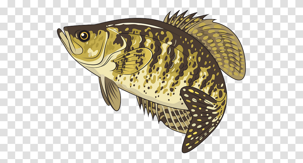 Carp, Fish, Animal, Perch Transparent Png
