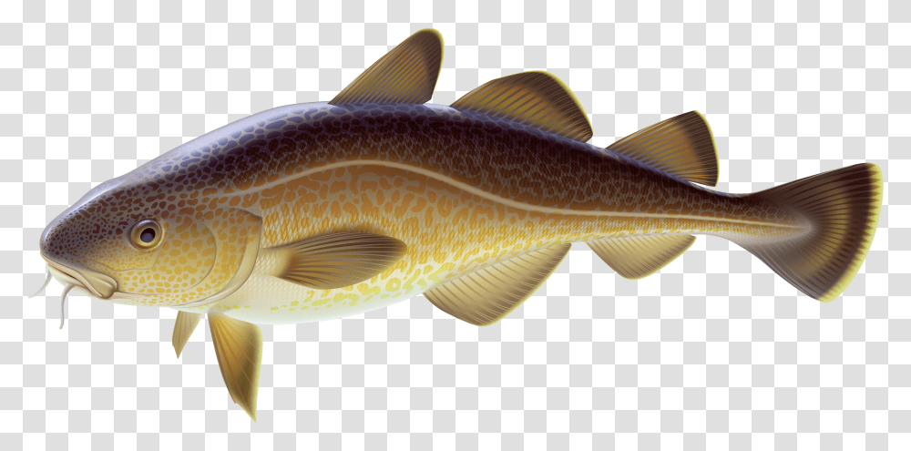 Carp Fish Clipart Best Web Clipart Carp Fish Clipart, Animal, Cod Transparent Png