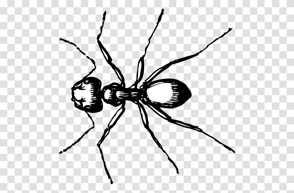 Carpenter Ant Clip Art For Web, Insect, Invertebrate, Animal, Spider Transparent Png