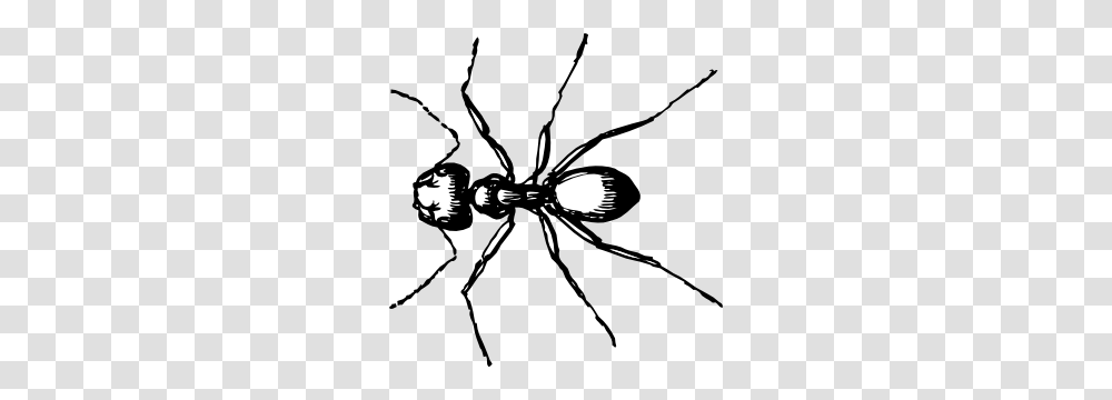 Carpenter Ant Clip Art, Insect, Invertebrate, Animal, Spider Transparent Png