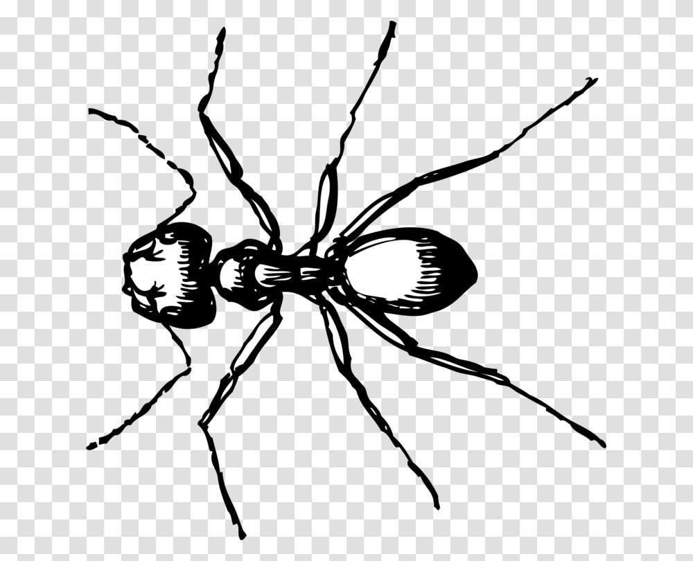 Carpenter Ant Computer Icons Drawing Line Art, Insect, Invertebrate, Animal, Ceiling Fan Transparent Png