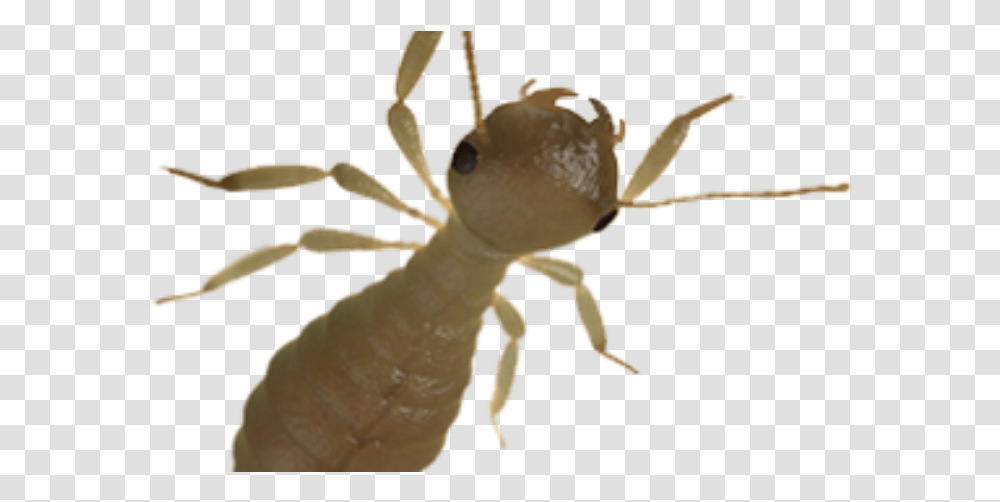 Carpenter Ant, Invertebrate, Animal, Insect, Termite Transparent Png