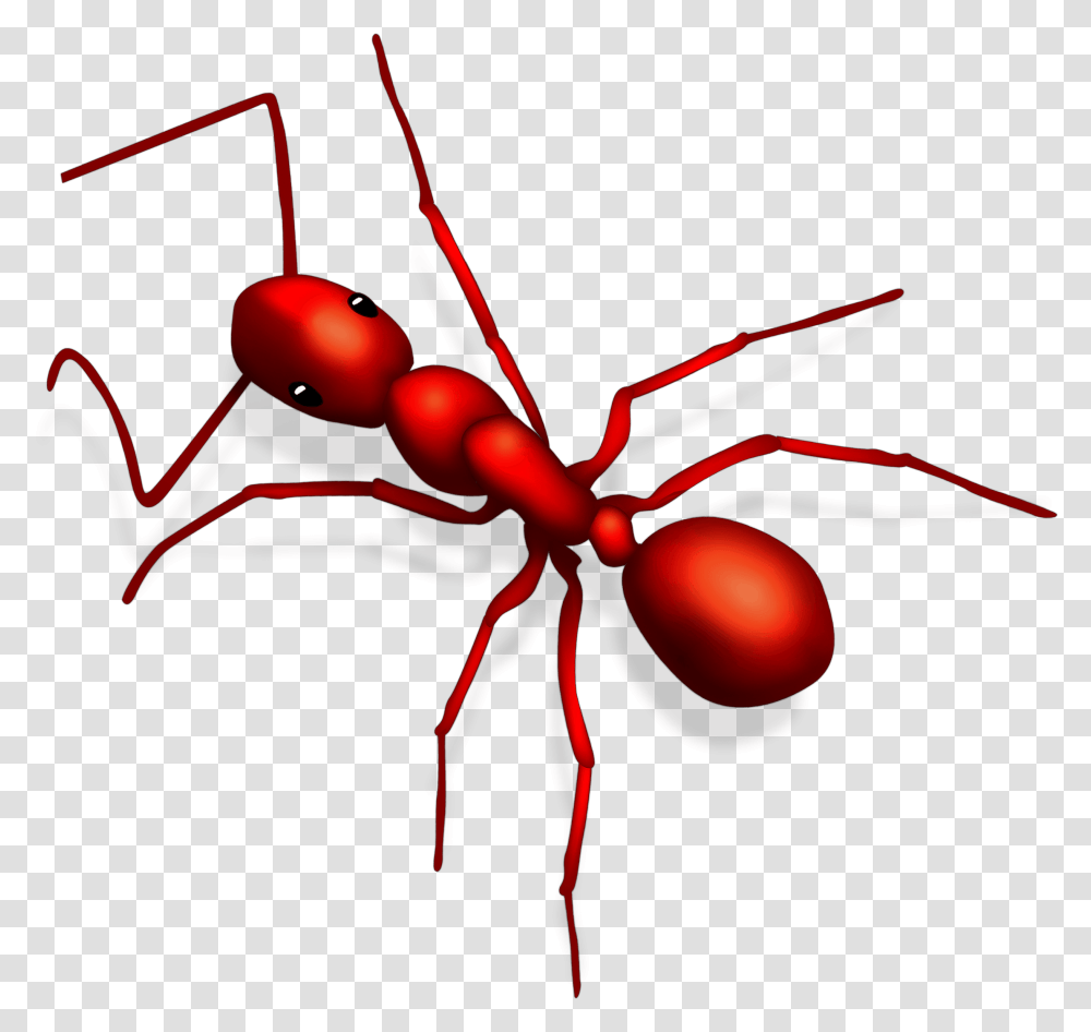 Carpenter Ant, Invertebrate, Animal, Insect Transparent Png