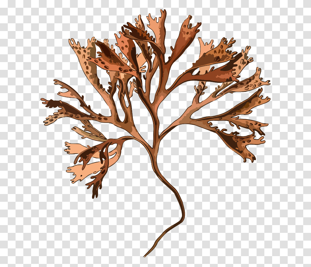 Carragheen Irish Moss, Wood, Acanthaceae Transparent Png