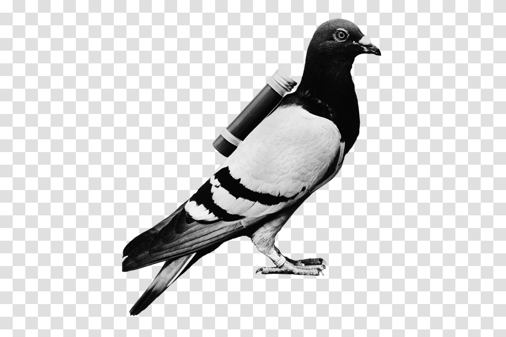 Carrier Pigeon, Bird, Animal, Dove Transparent Png