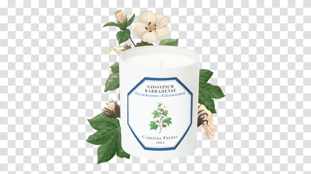 Carriere Freres Cotton Flower, Plant, Jar, Milk, Candle Transparent Png