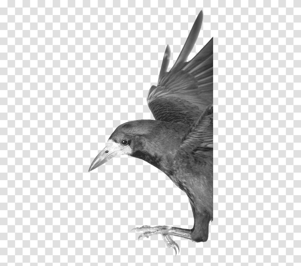 Carrion Crow, Bird, Animal, Seagull, Flying Transparent Png