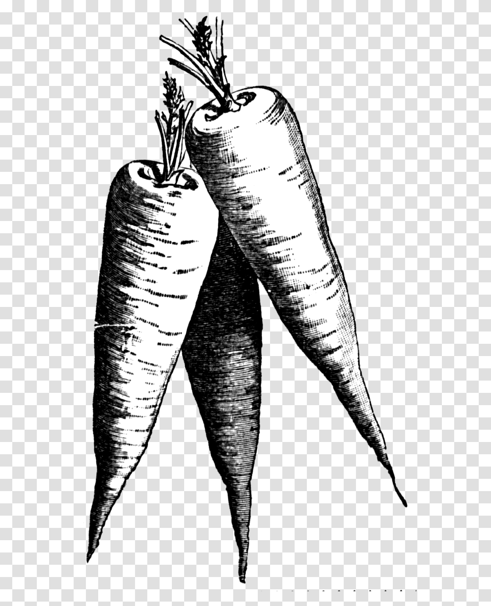 Carrot Black And White Clip Art Carrot Black And White, Plant, Produce, Food, Vegetable Transparent Png