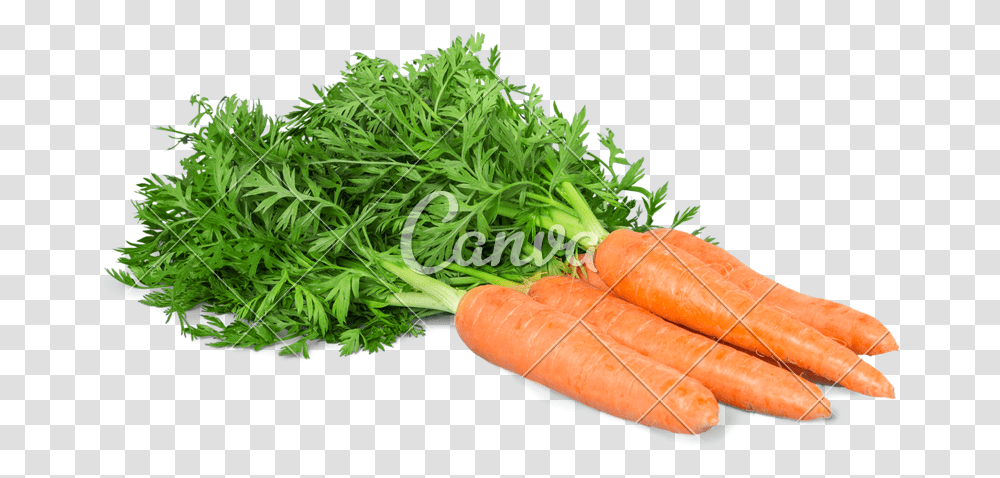 Carrot Bunch Baby Carrot, Plant, Vegetable, Food, Hot Dog Transparent Png