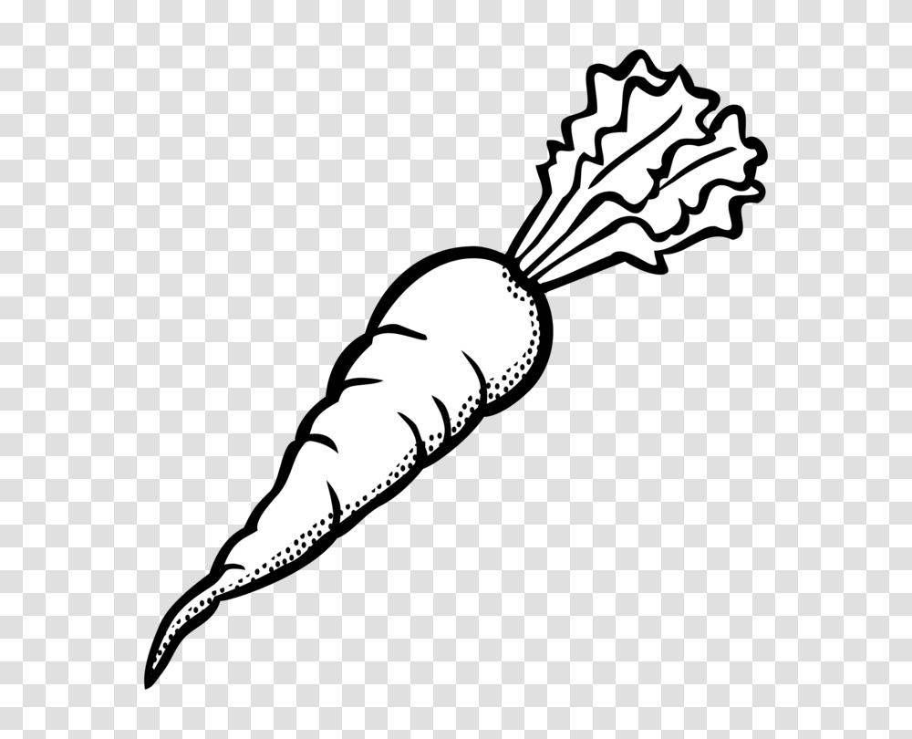 Carrot drawing