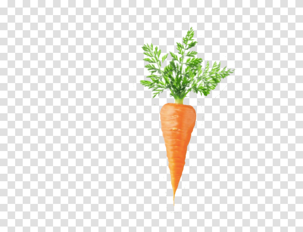 Carrot Egg Coffee Bean, Plant, Vegetable, Food Transparent Png