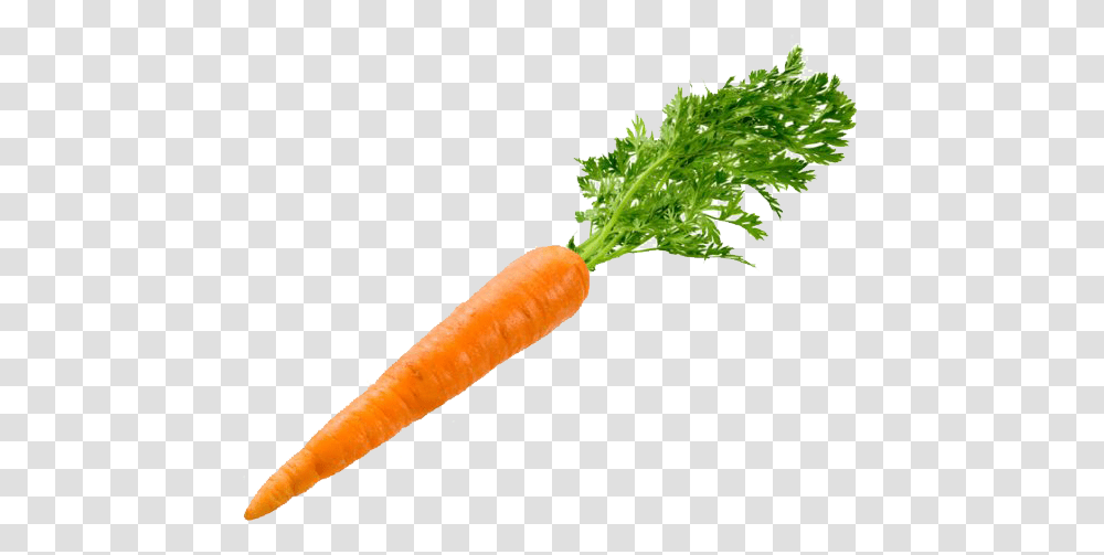 Carrot Image Background, Plant, Vegetable, Food Transparent Png