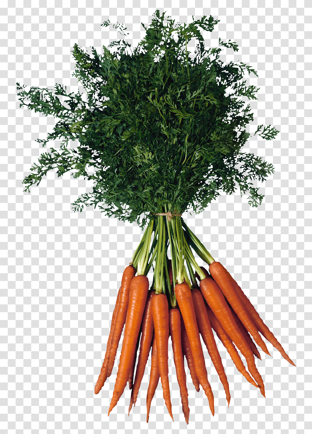 Carrot Image Bunch Of Carrots, Plant, Vegetable, Food, Root Transparent Png