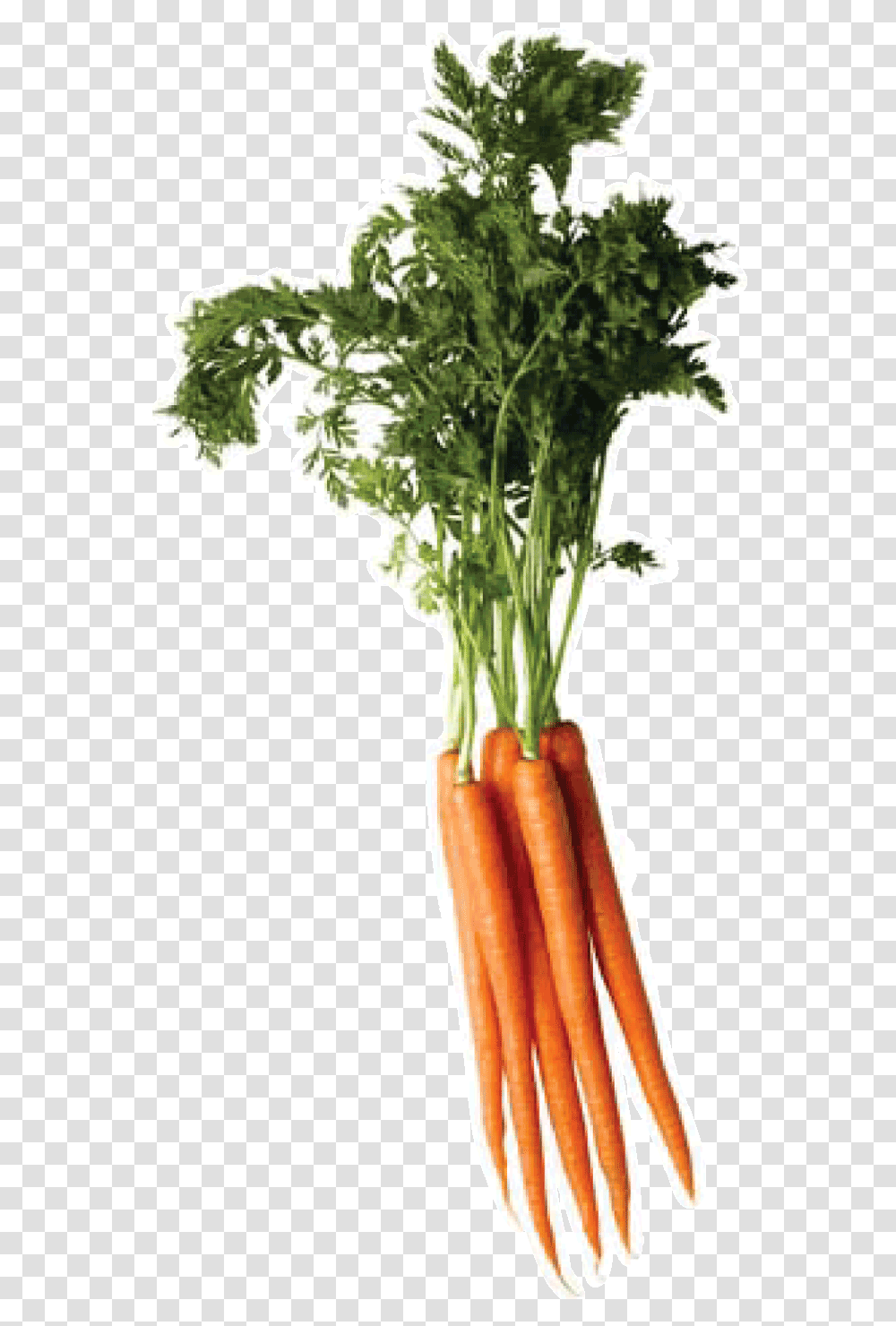 Carrot Image Carrot Top, Plant, Vegetable, Food, Root Transparent Png