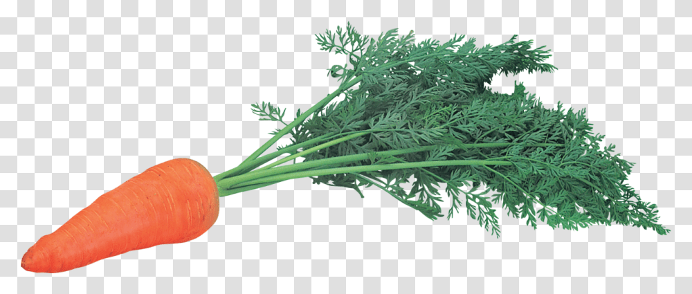Carrot Image Morkov, Plant, Food, Dill, Seasoning Transparent Png