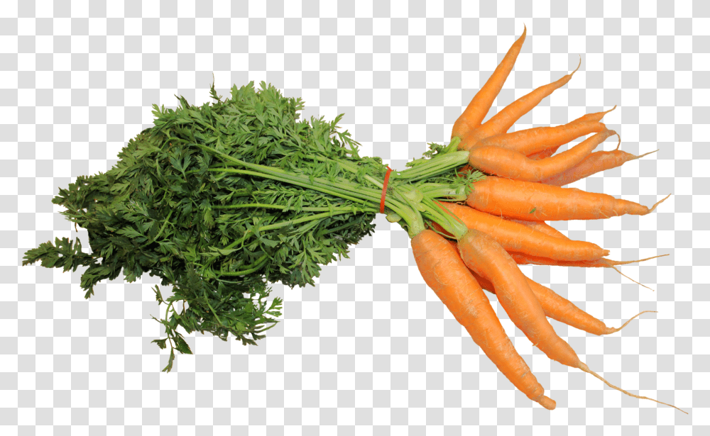 Carrot, Plant, Vegetable, Food, Radish Transparent Png