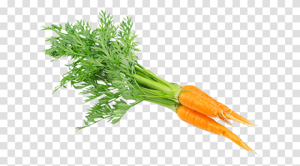 Carrot, Plant, Vegetable, Food, Root Transparent Png