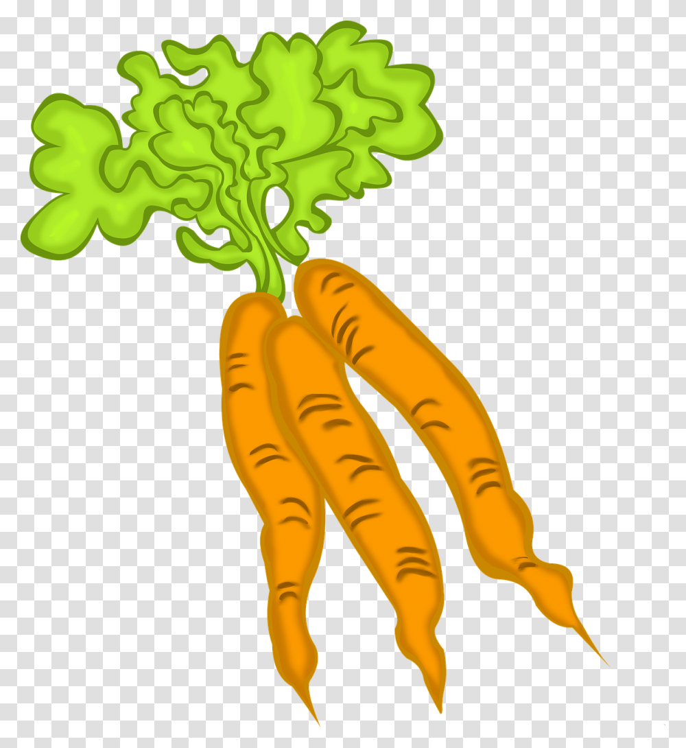 Carrot, Plant, Vegetable, Food, Root Transparent Png