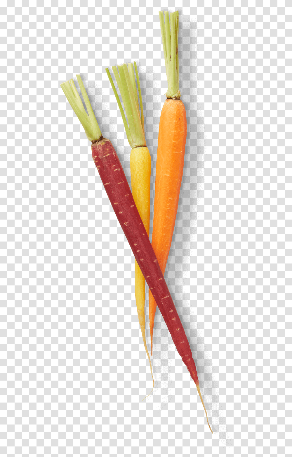 Carrot, Plant, Vegetable, Food, Root Transparent Png