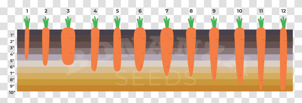 Carrot, Plant, Vegetable, Food Transparent Png