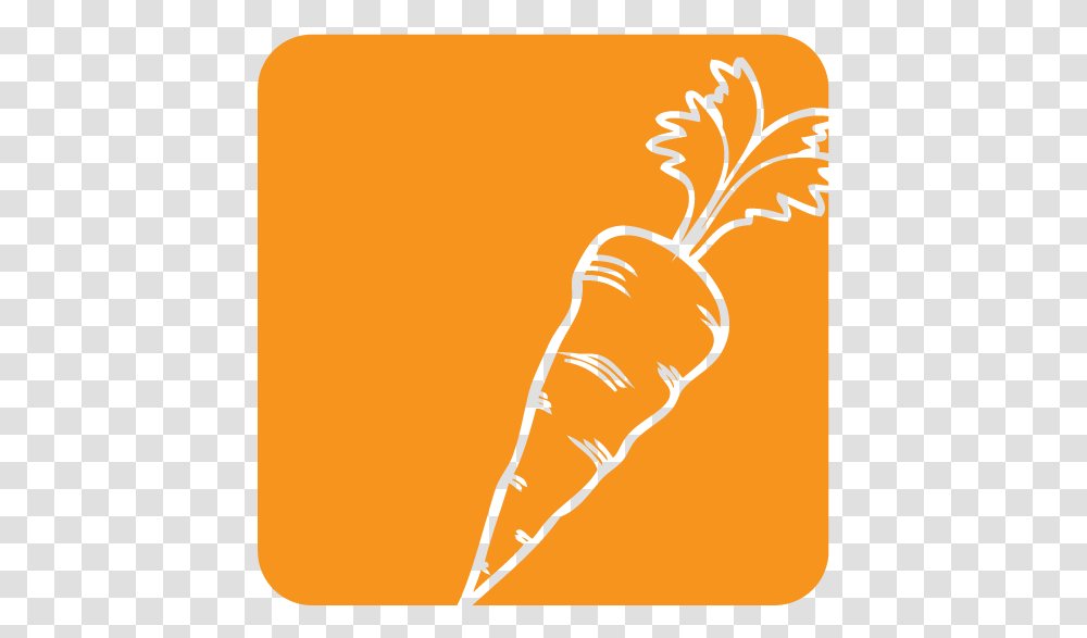 Carrot, Plant, Vegetable, Food Transparent Png