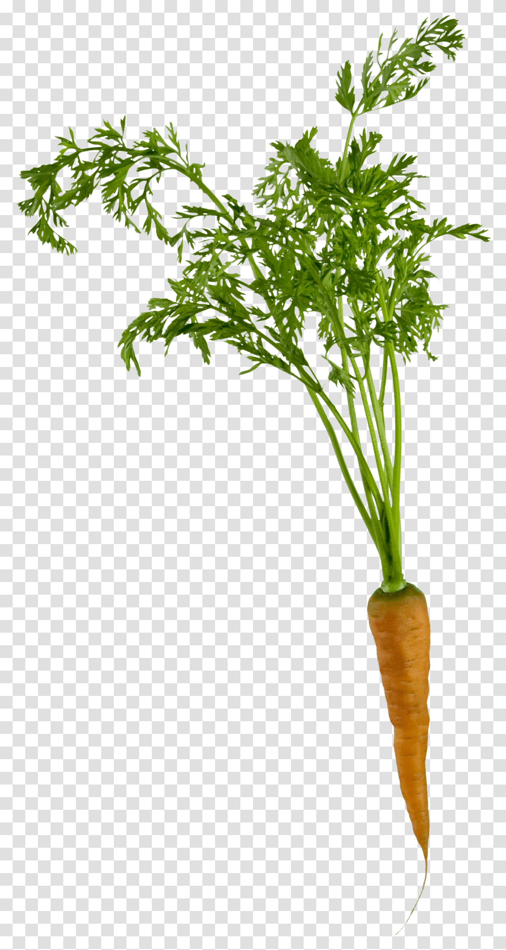 Carrot Plant, Vegetation, Tree, Food, Vegetable Transparent Png