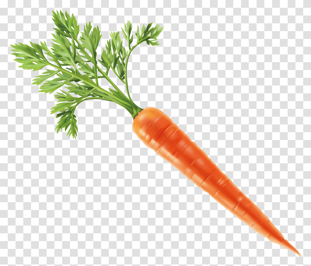 Carrot Vector Download Background Carrot, Plant, Vegetable, Food, Root Transparent Png