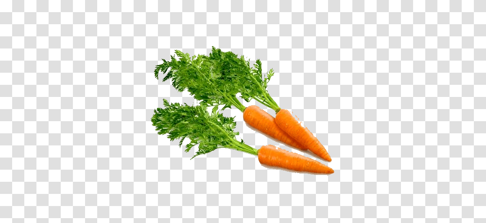 Carrot, Vegetable, Plant, Food, Jar Transparent Png