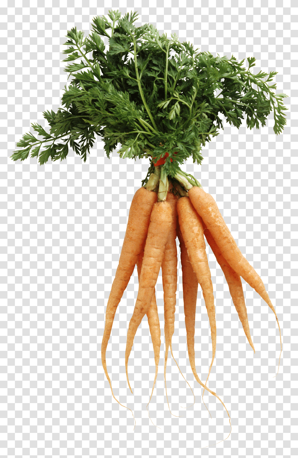 Carrot, Vegetable, Plant, Food, Lobster Transparent Png