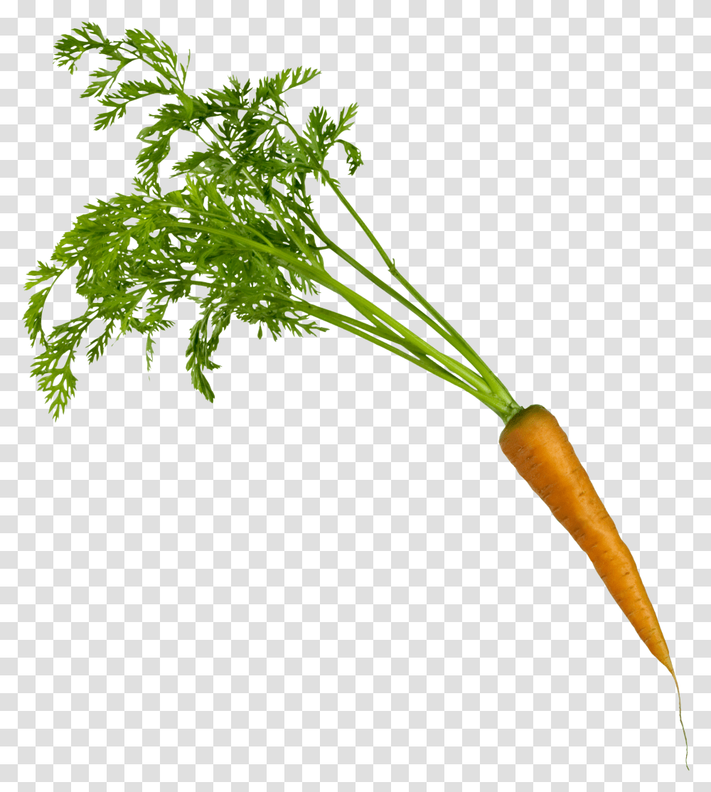 Carrot, Vegetable, Plant, Food, Root Transparent Png